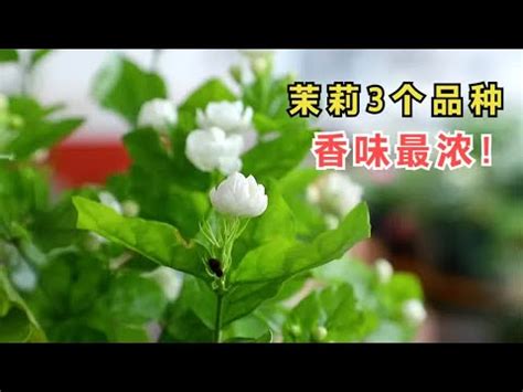 陽台茉莉花風水